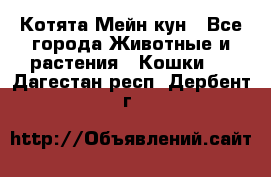 Котята Мейн кун - Все города Животные и растения » Кошки   . Дагестан респ.,Дербент г.